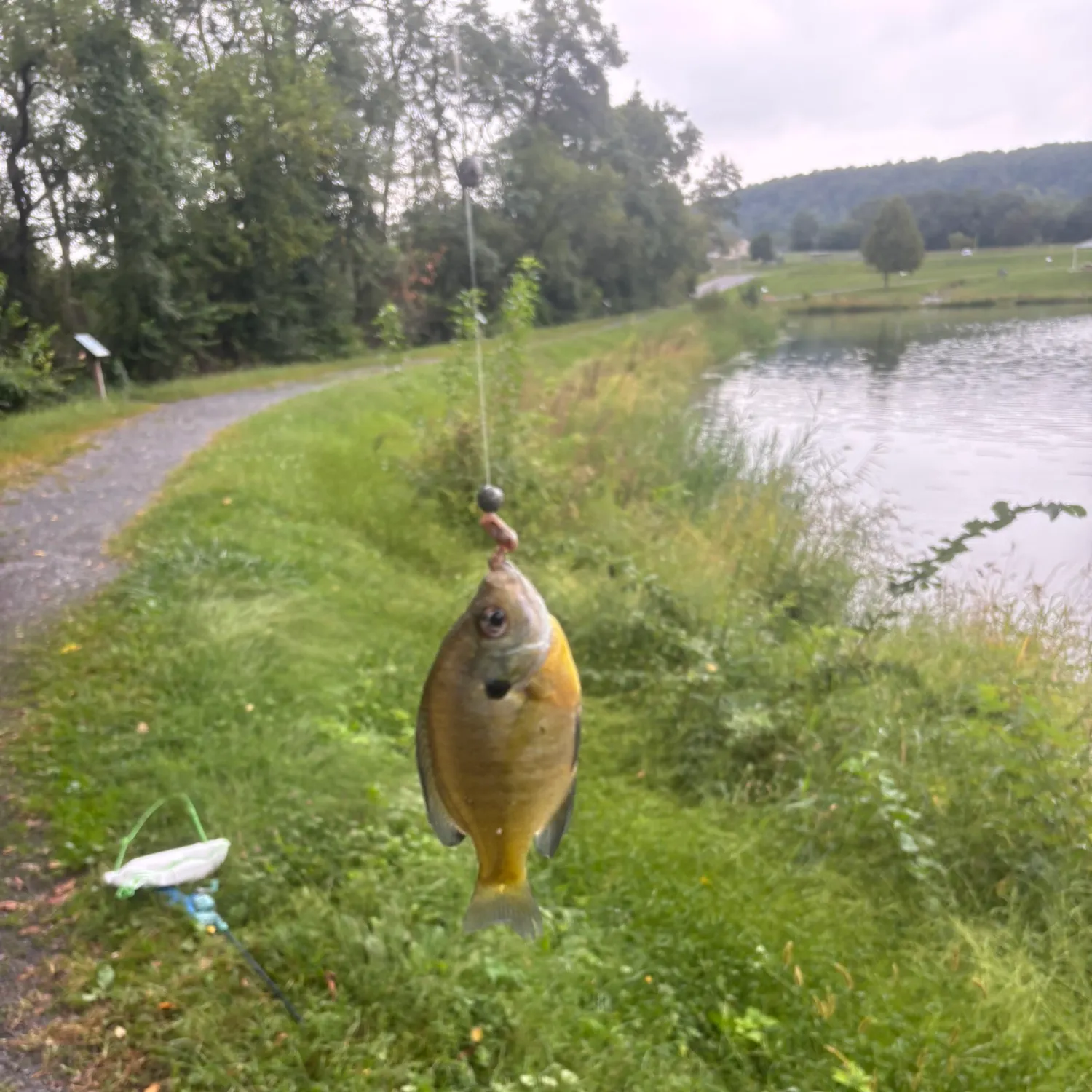 Bluegill caught on Fishbrain