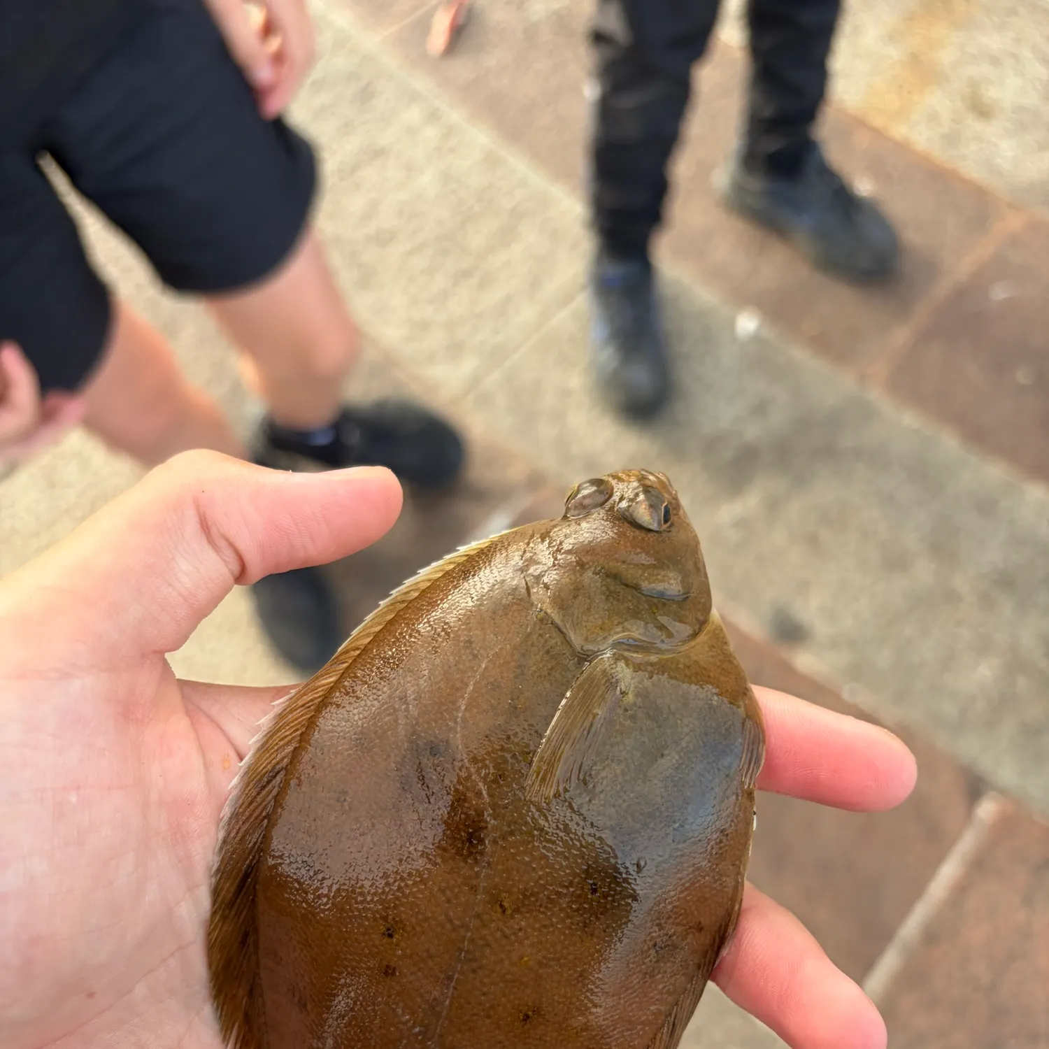 Common dab caught on Fishbrain