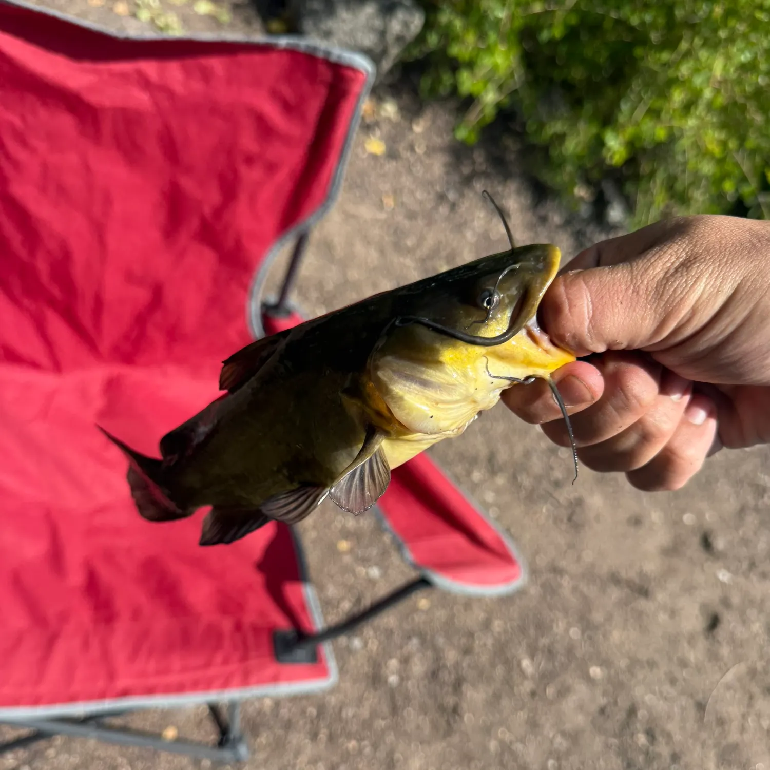 Yellow bullhead caught on Fishbrain