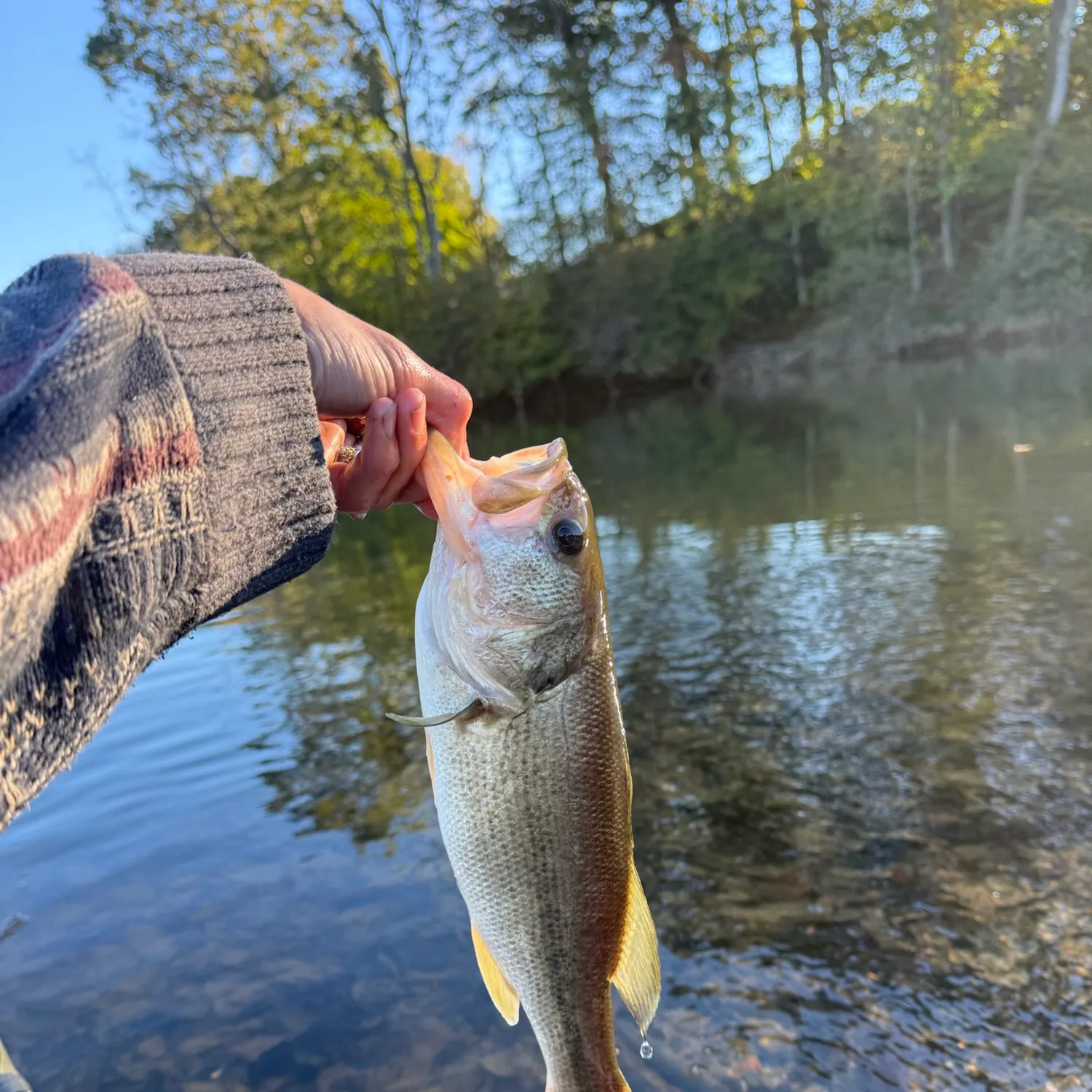 Largemouth bass caught on Fishbrain