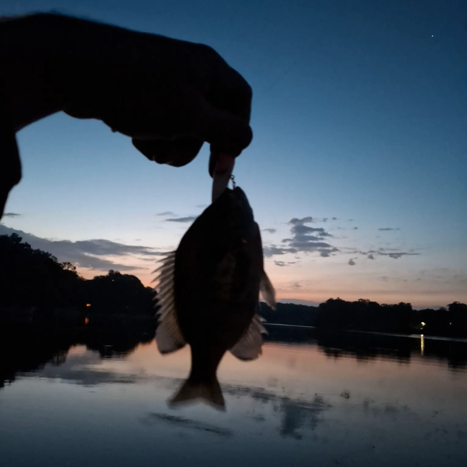 Bluegill caught on Fishbrain