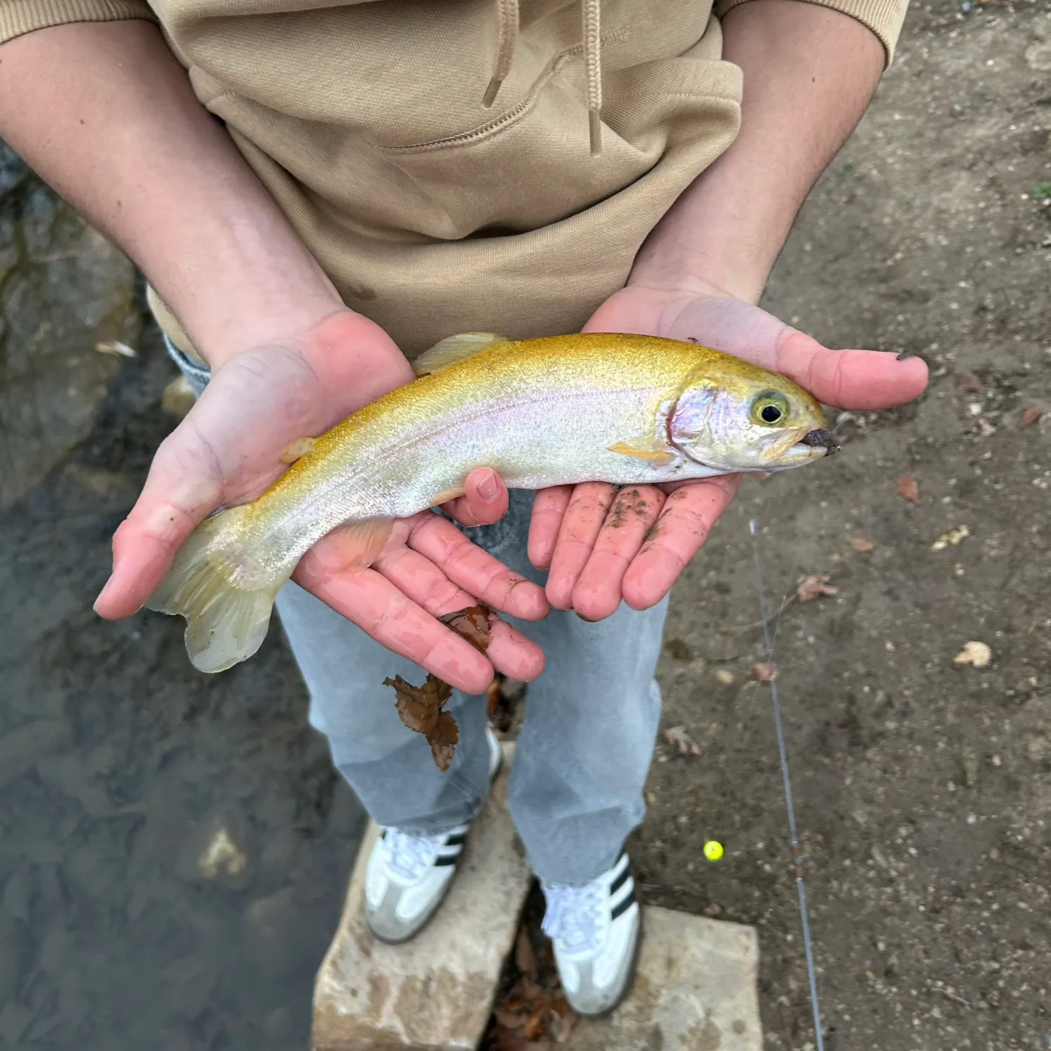 The most recent Golden rainbow trout catches on Fishbrain