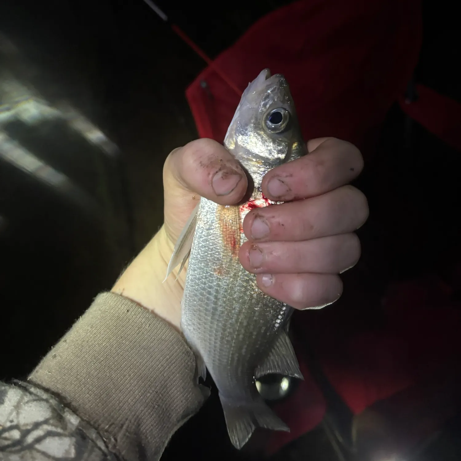 White perch caught on Fishbrain