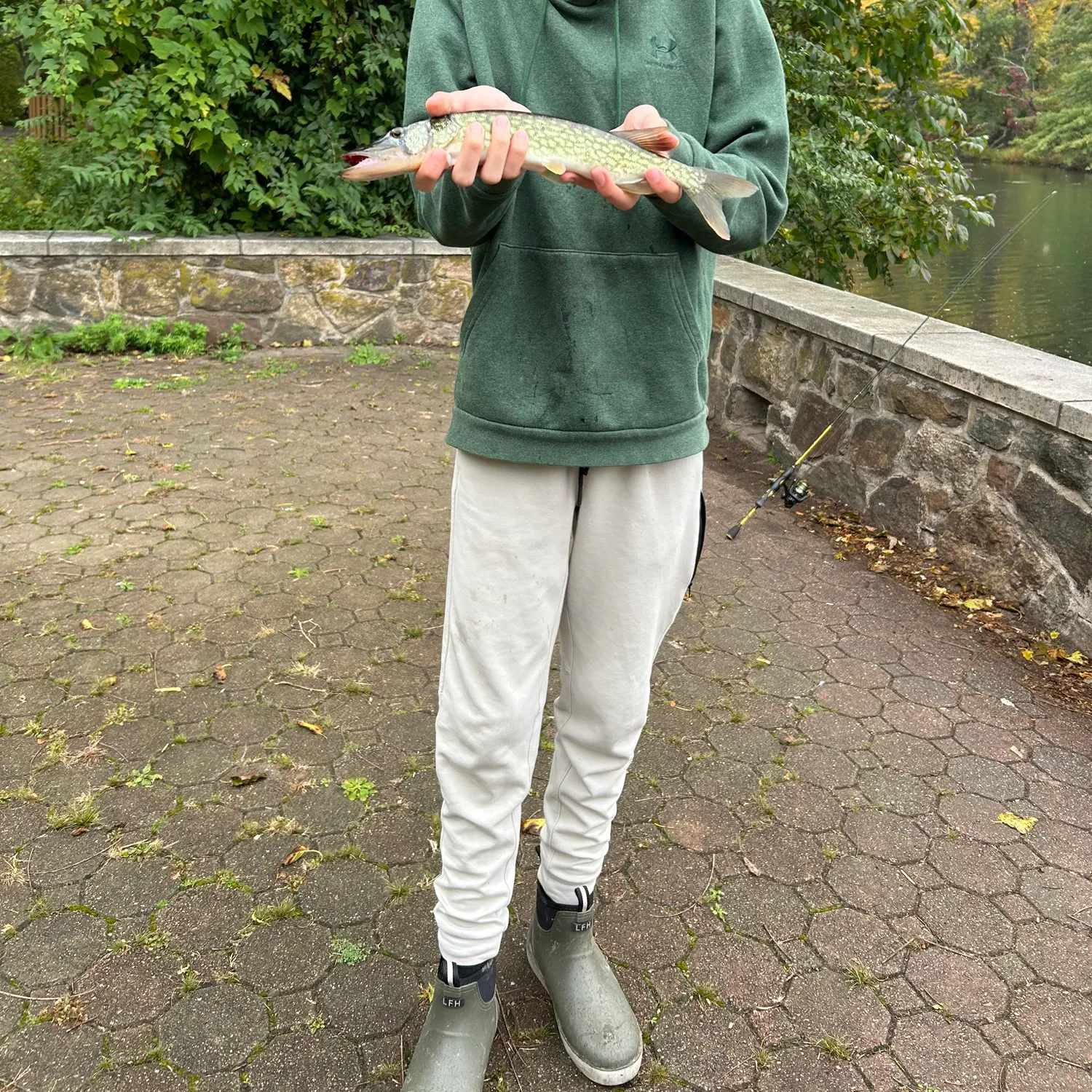 Chain pickerel caught on Fishbrain