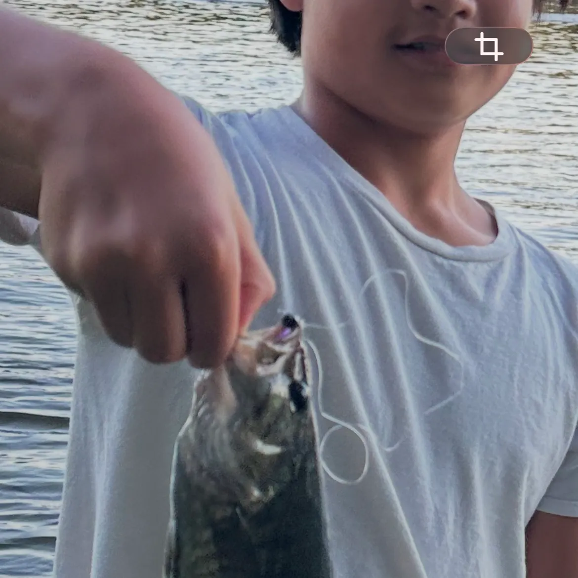 Smallmouth bass caught on Fishbrain