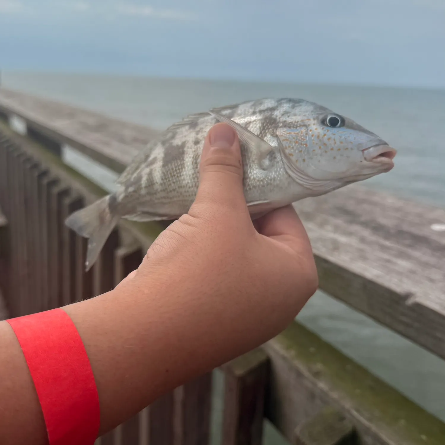 Pigfish caught on Fishbrain