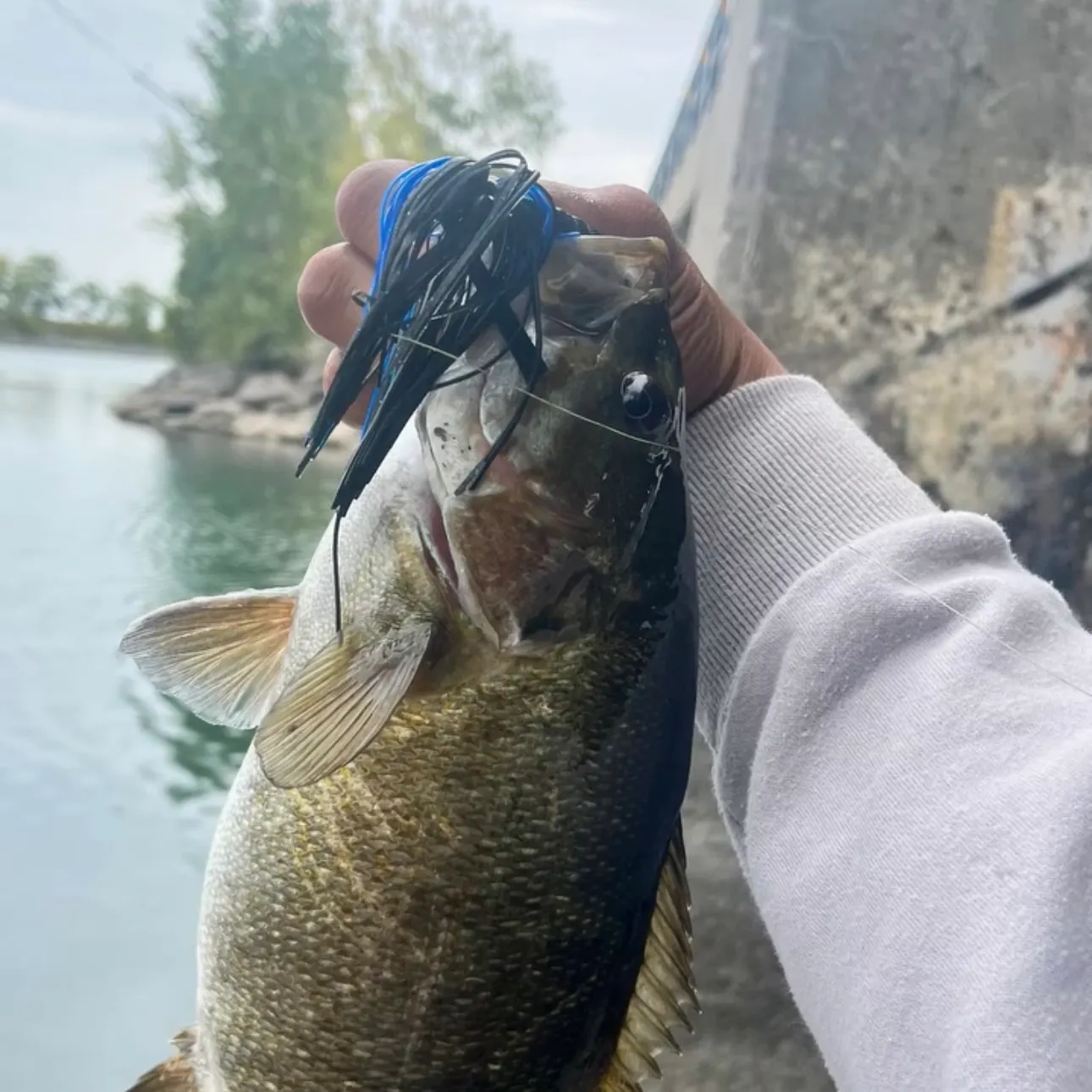 Smallmouth bass caught on Fishbrain