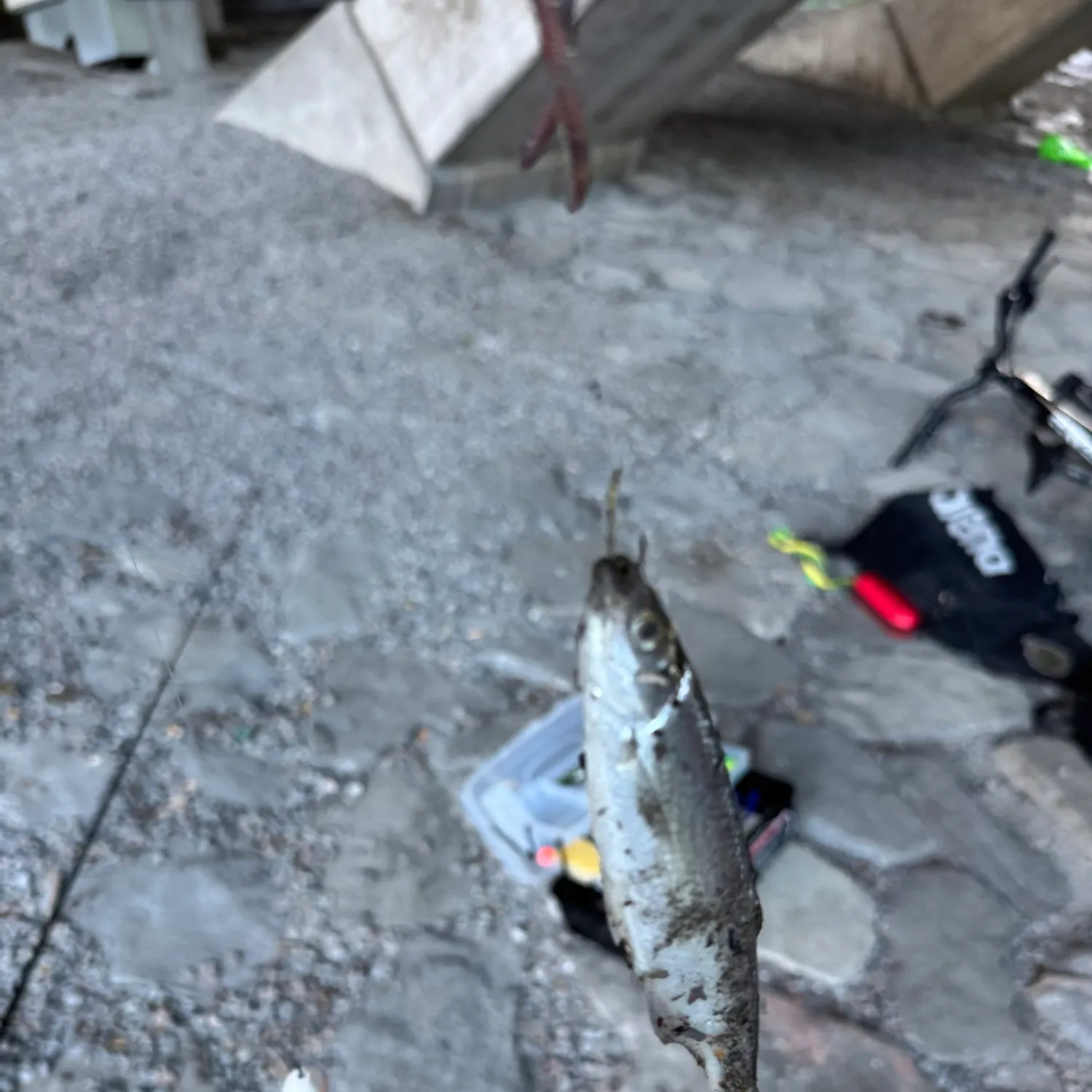 Common bleak caught on Fishbrain