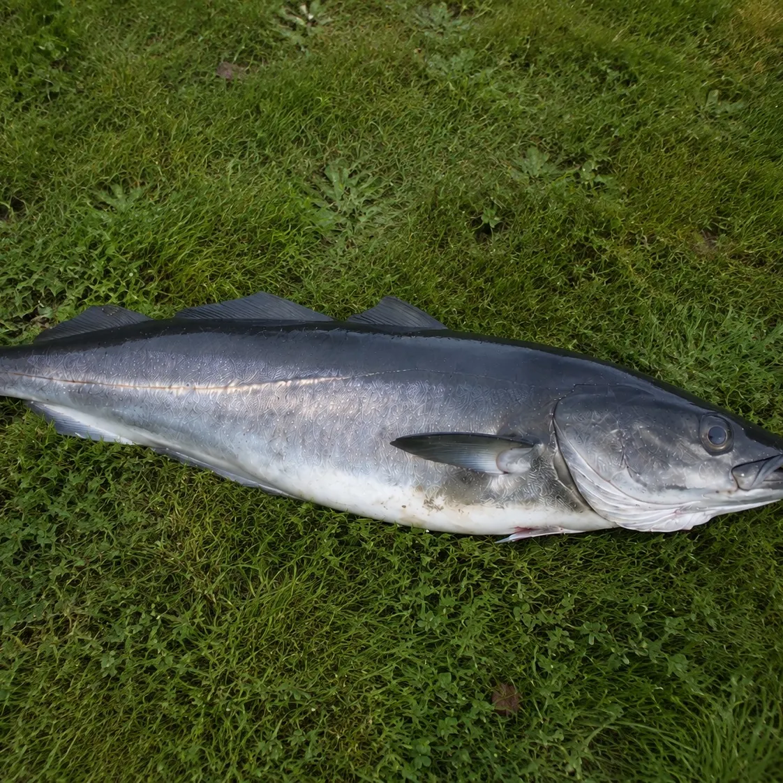 Atlantic pollock caught on Fishbrain