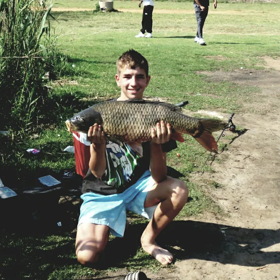 Common carp caught on Fishbrain