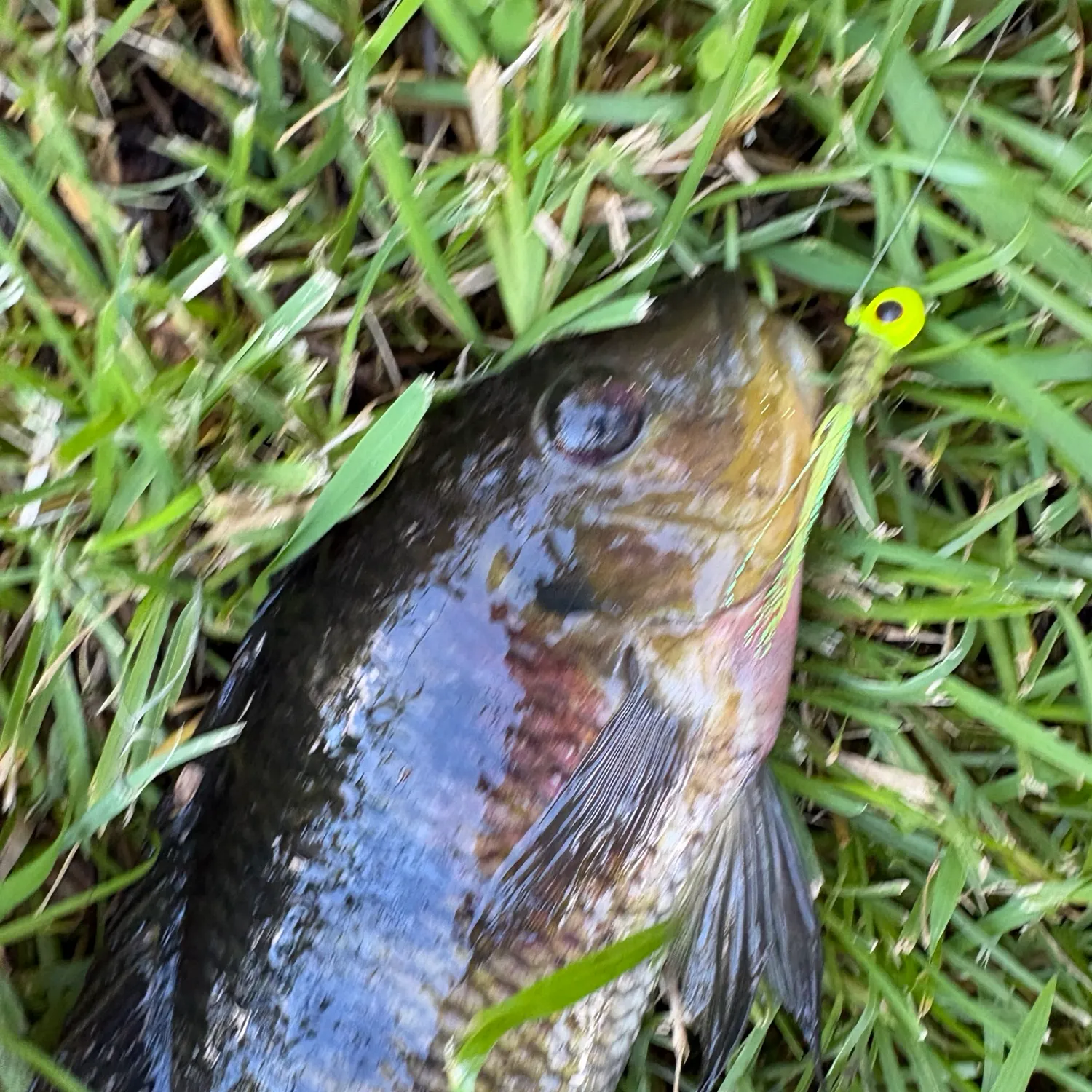 The most recent Spotted tilapia catches on Fishbrain