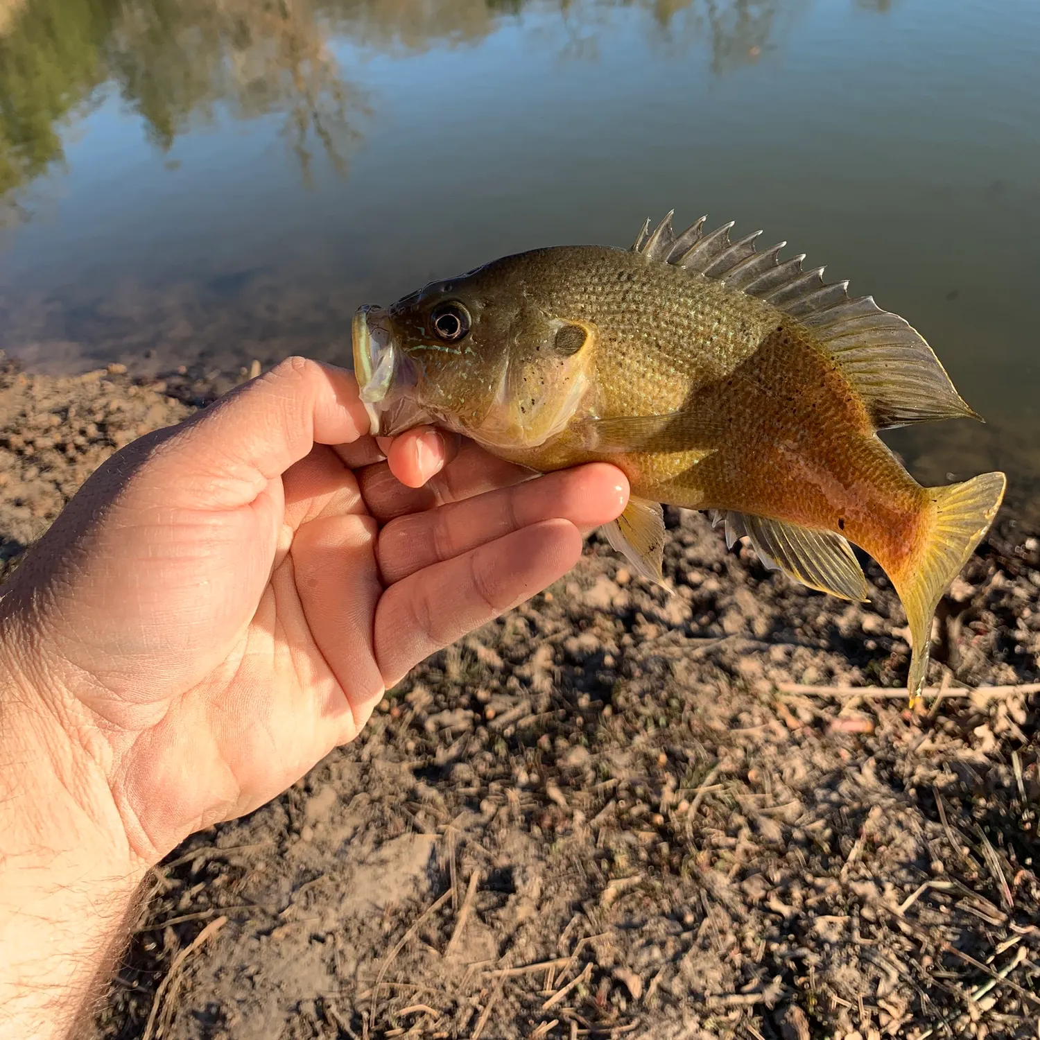 The most recent Green sunfish catches on Fishbrain