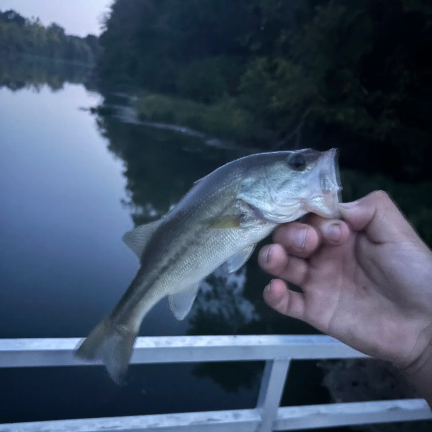 Smallmouth bass caught on Fishbrain