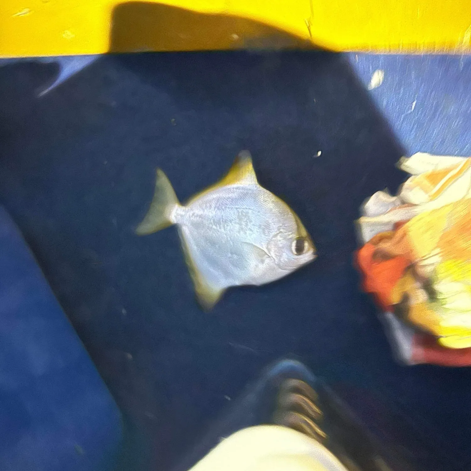 The most recent Silver moony catches on Fishbrain