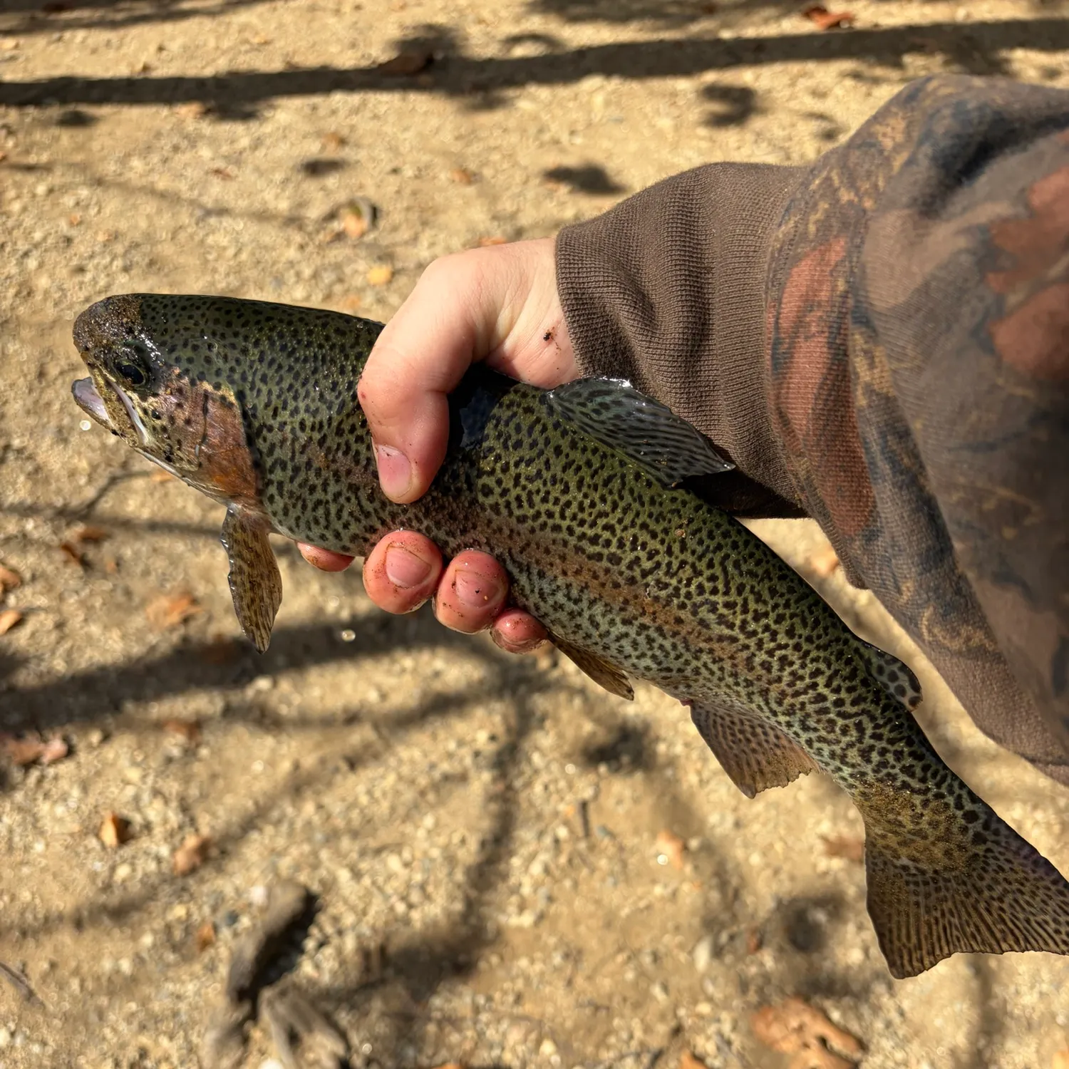 Rainbow trout caught on Fishbrain