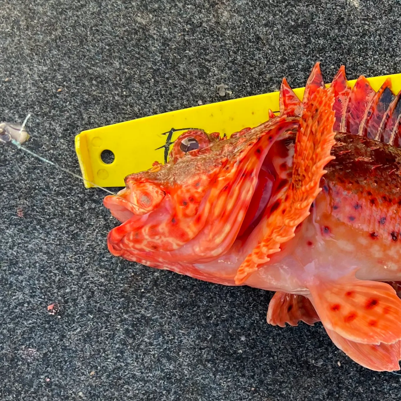 The most recent Eastern red scorpionfish catches on Fishbrain