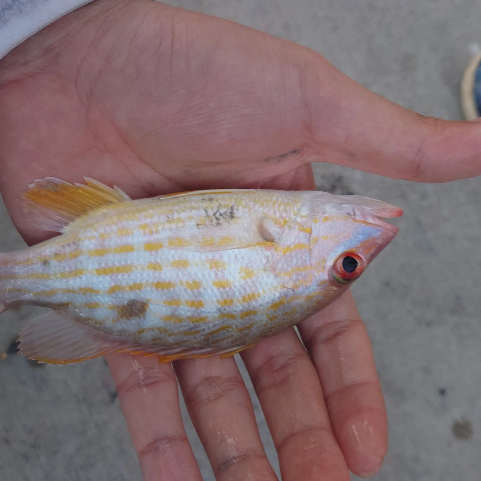 The most recent Lane snapper catches on Fishbrain