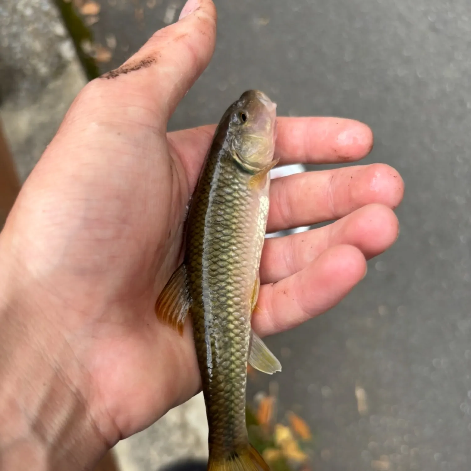 The most recent River chub catches on Fishbrain