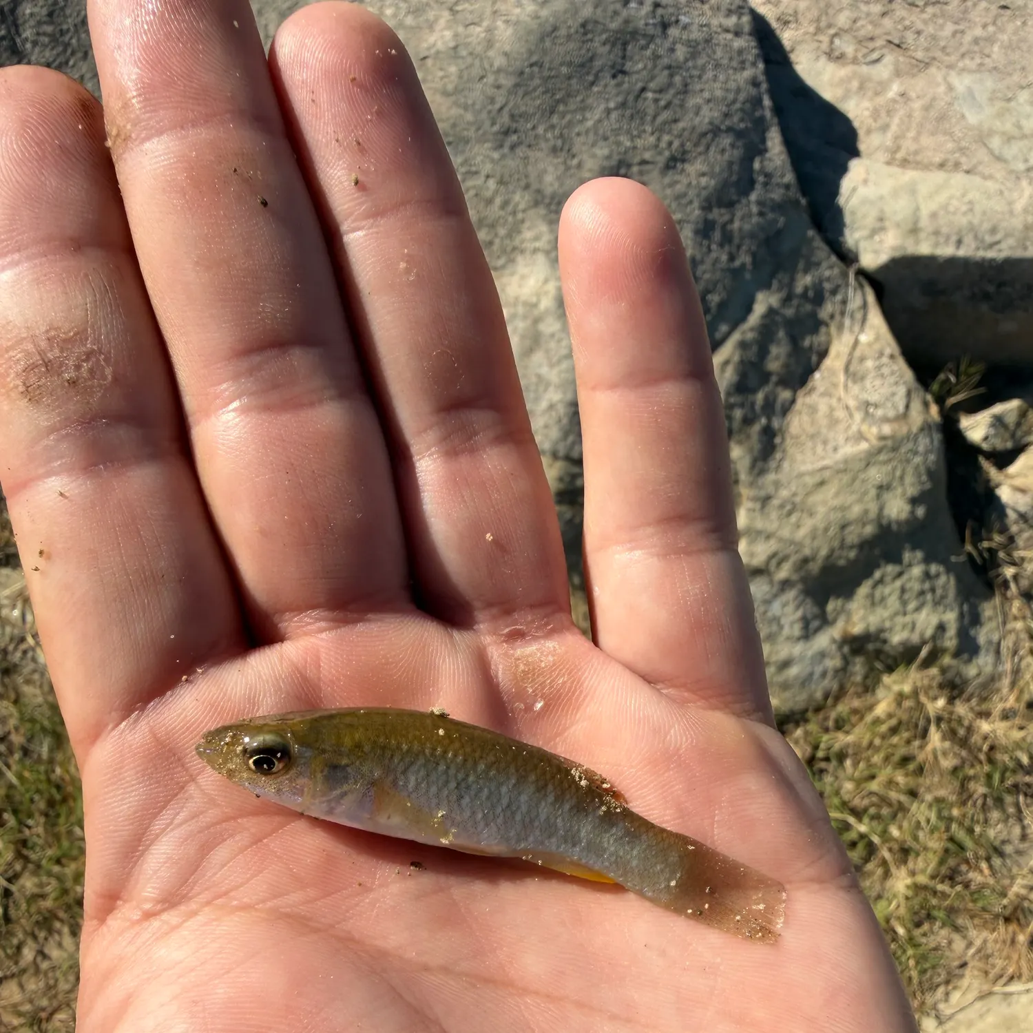 The most recent Gulf killifish catches on Fishbrain