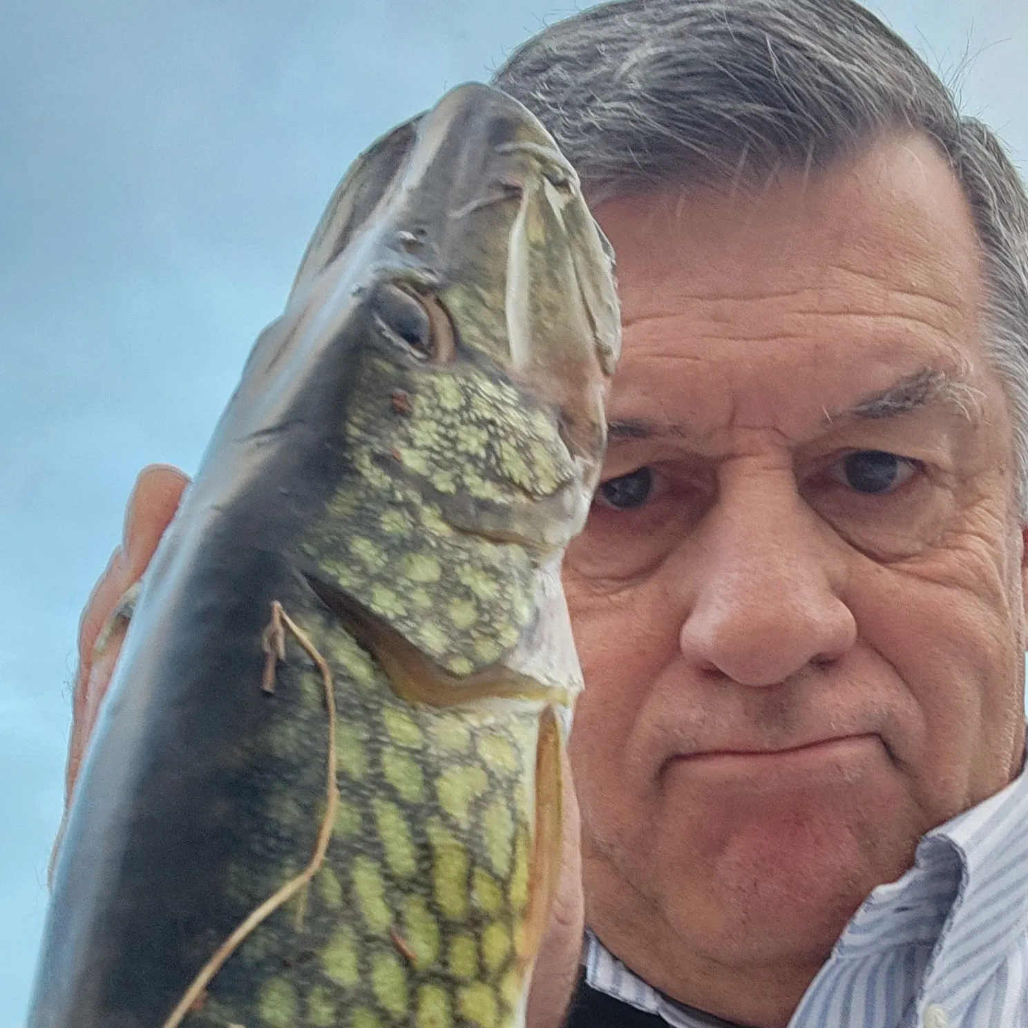 Chain pickerel caught on Fishbrain