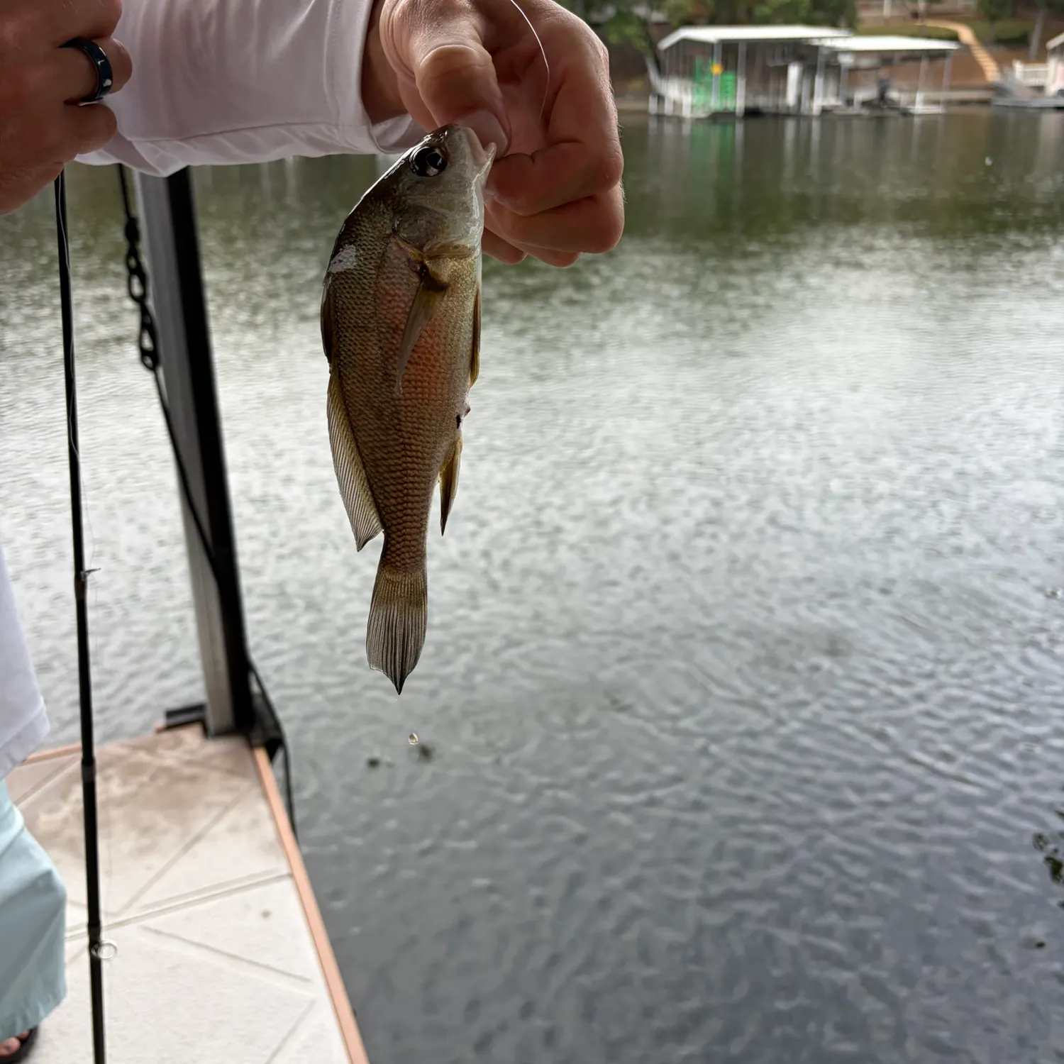 Freshwater drum caught on Fishbrain