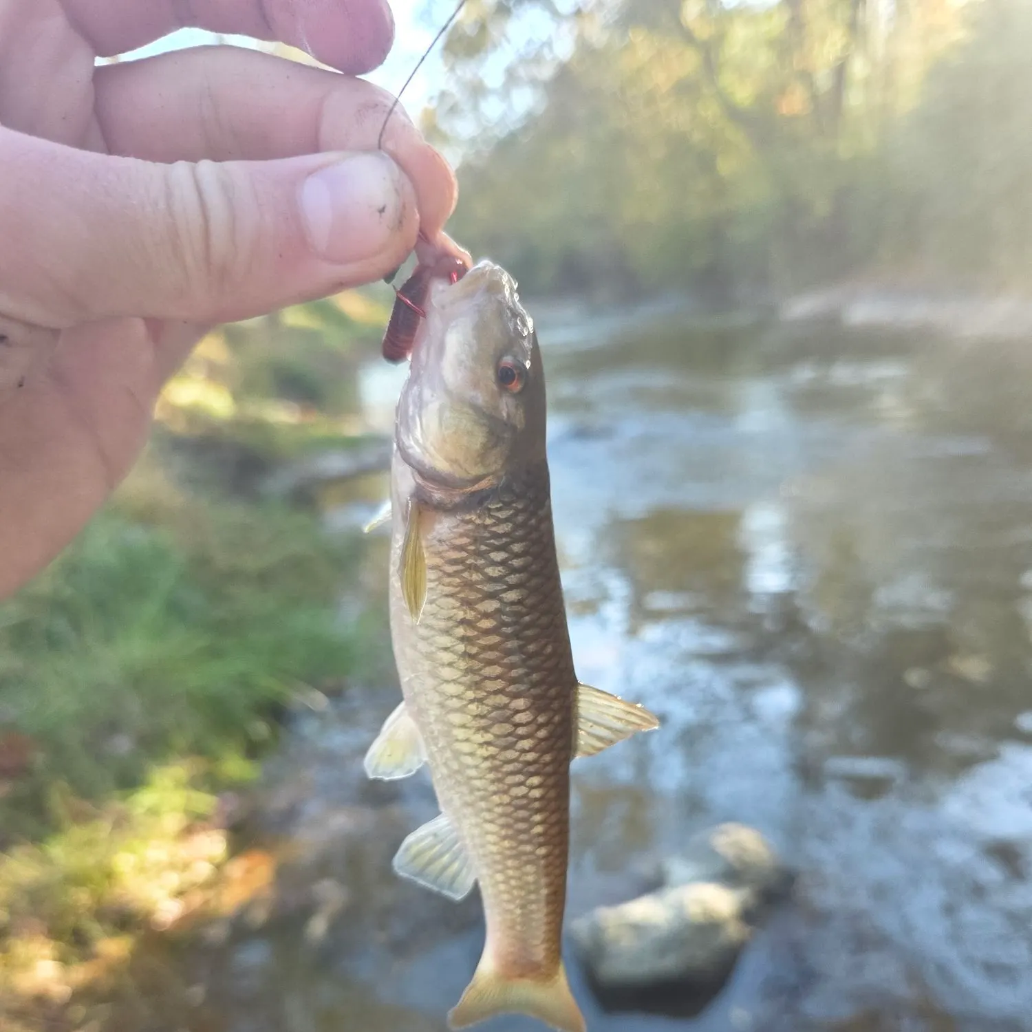 Hornyhead chub caught on Fishbrain