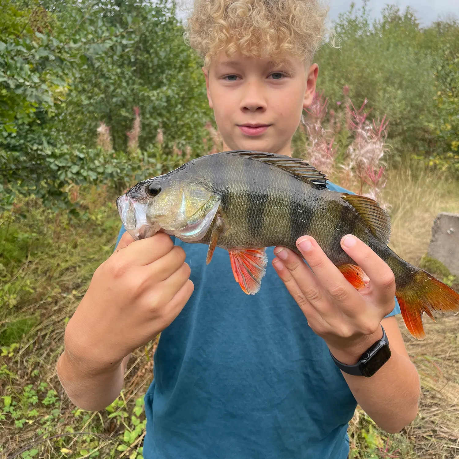 European perch caught on Fishbrain