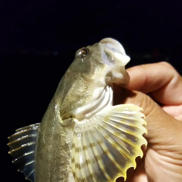 The most recent Sailfin blenny catches on Fishbrain
