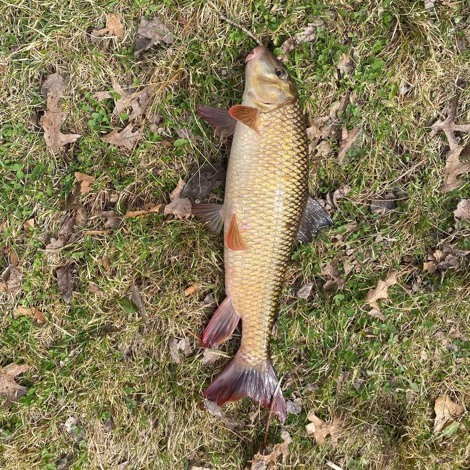 The most recent River redhorse catches on Fishbrain