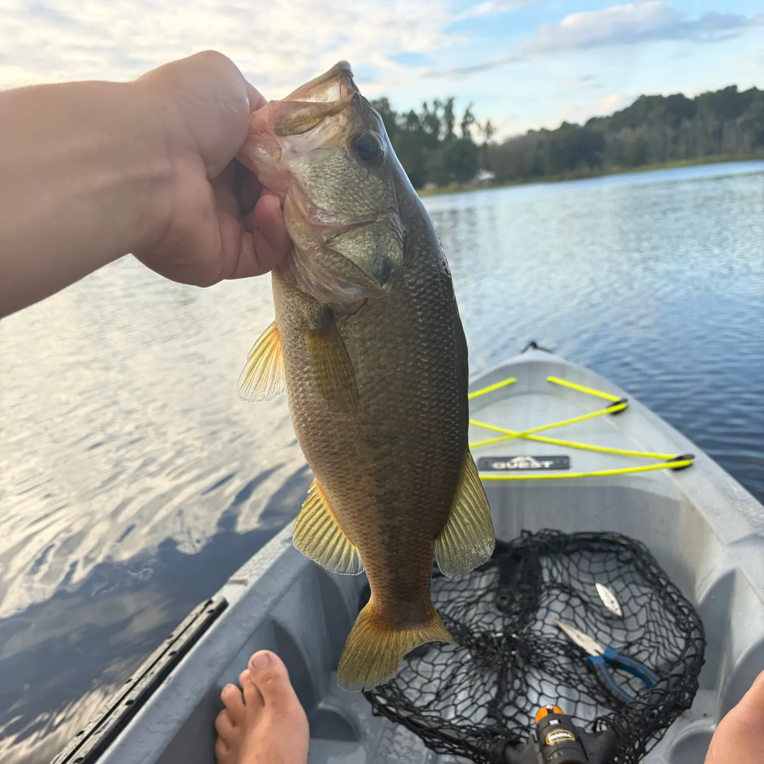 Largemouth bass caught on Fishbrain