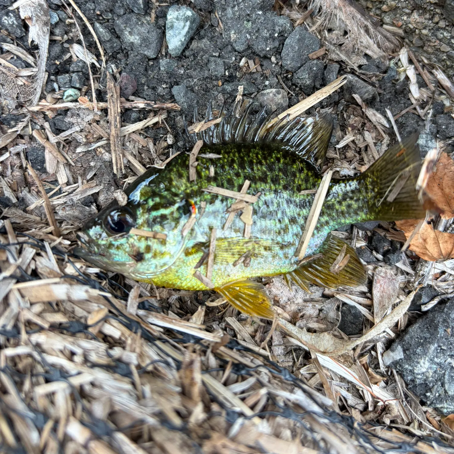 Greengill hybrid caught on Fishbrain