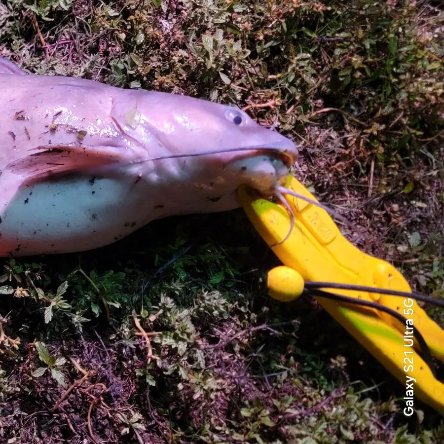 Channel catfish caught on Fishbrain