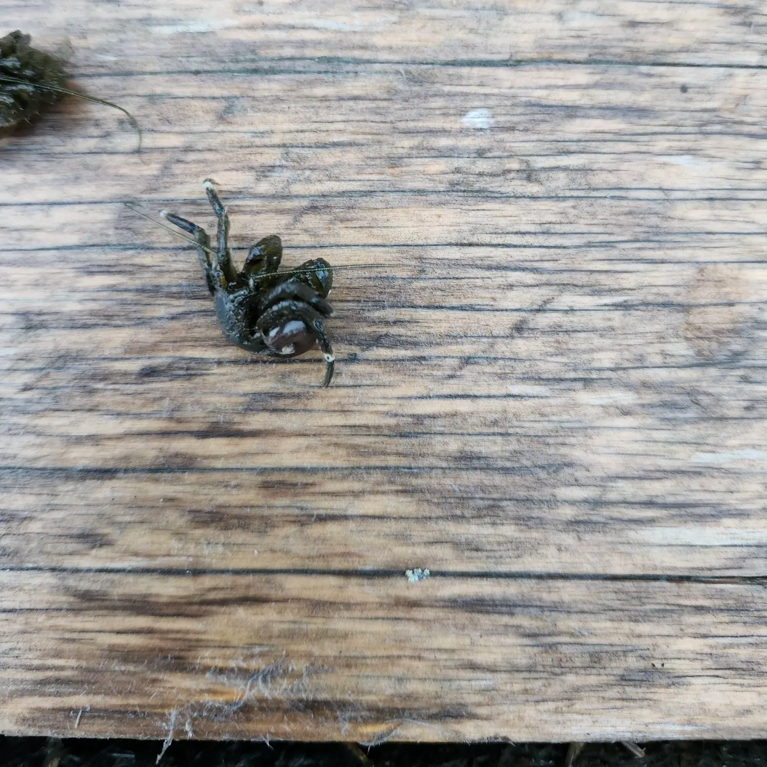 The most recent Pacific rock crab catches on Fishbrain