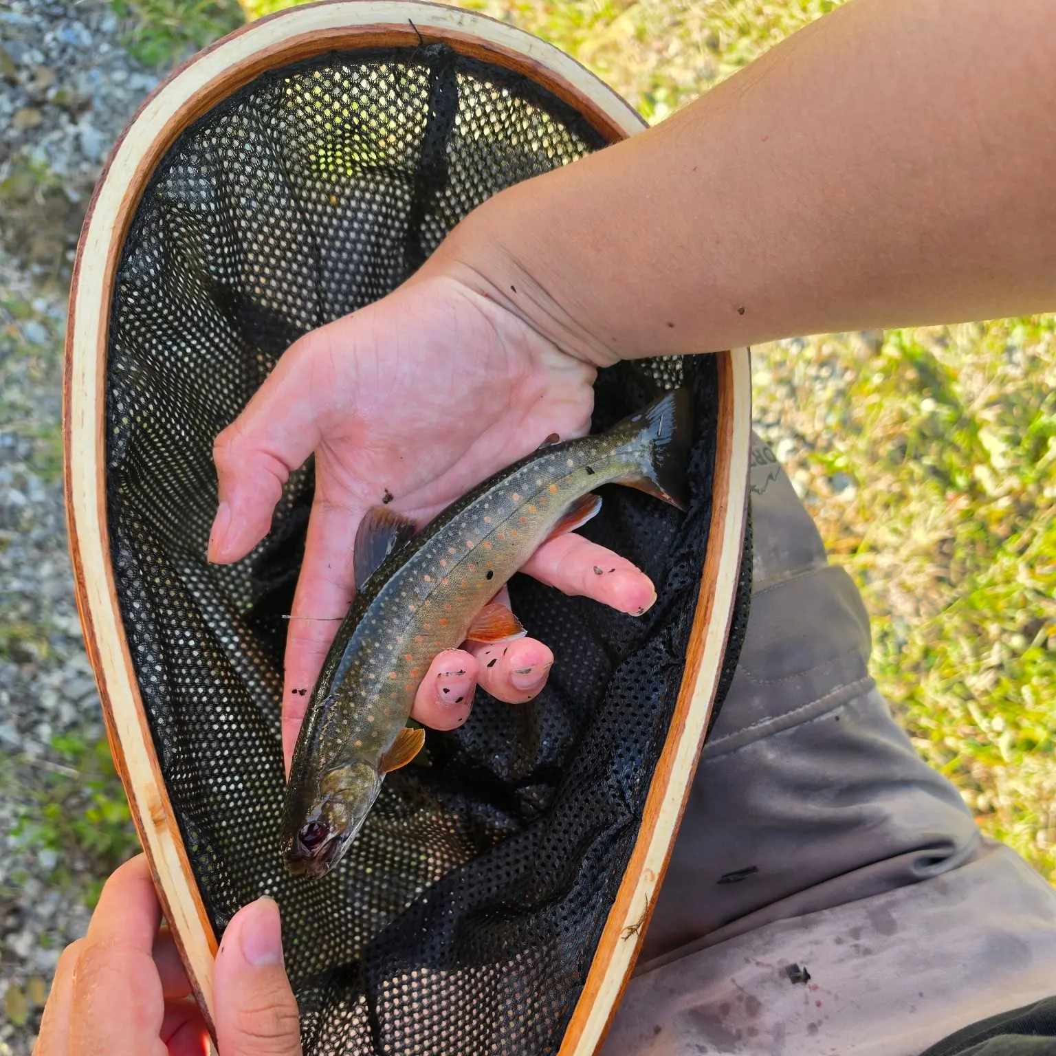 Dolly varden caught on Fishbrain