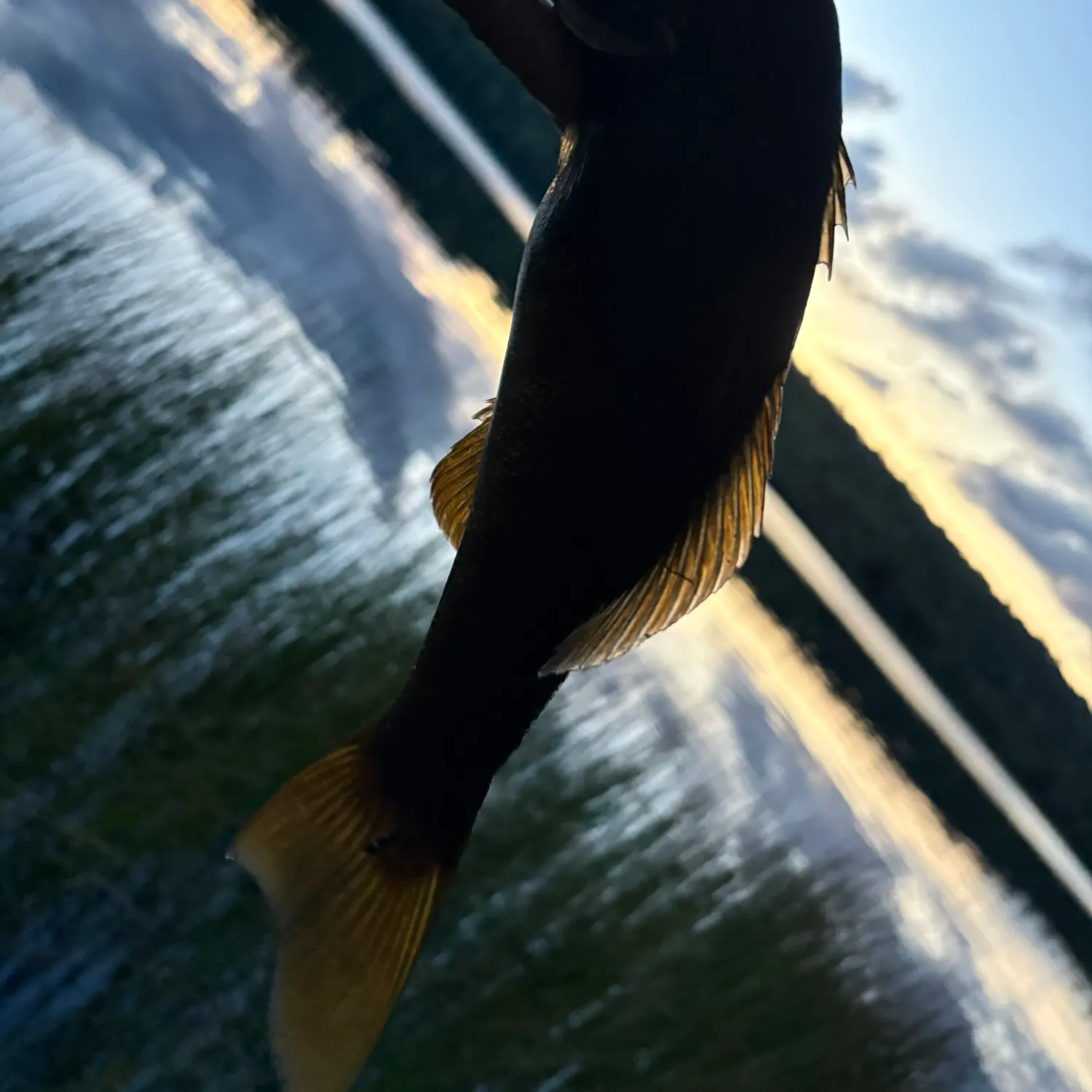 Smallmouth bass caught on Fishbrain