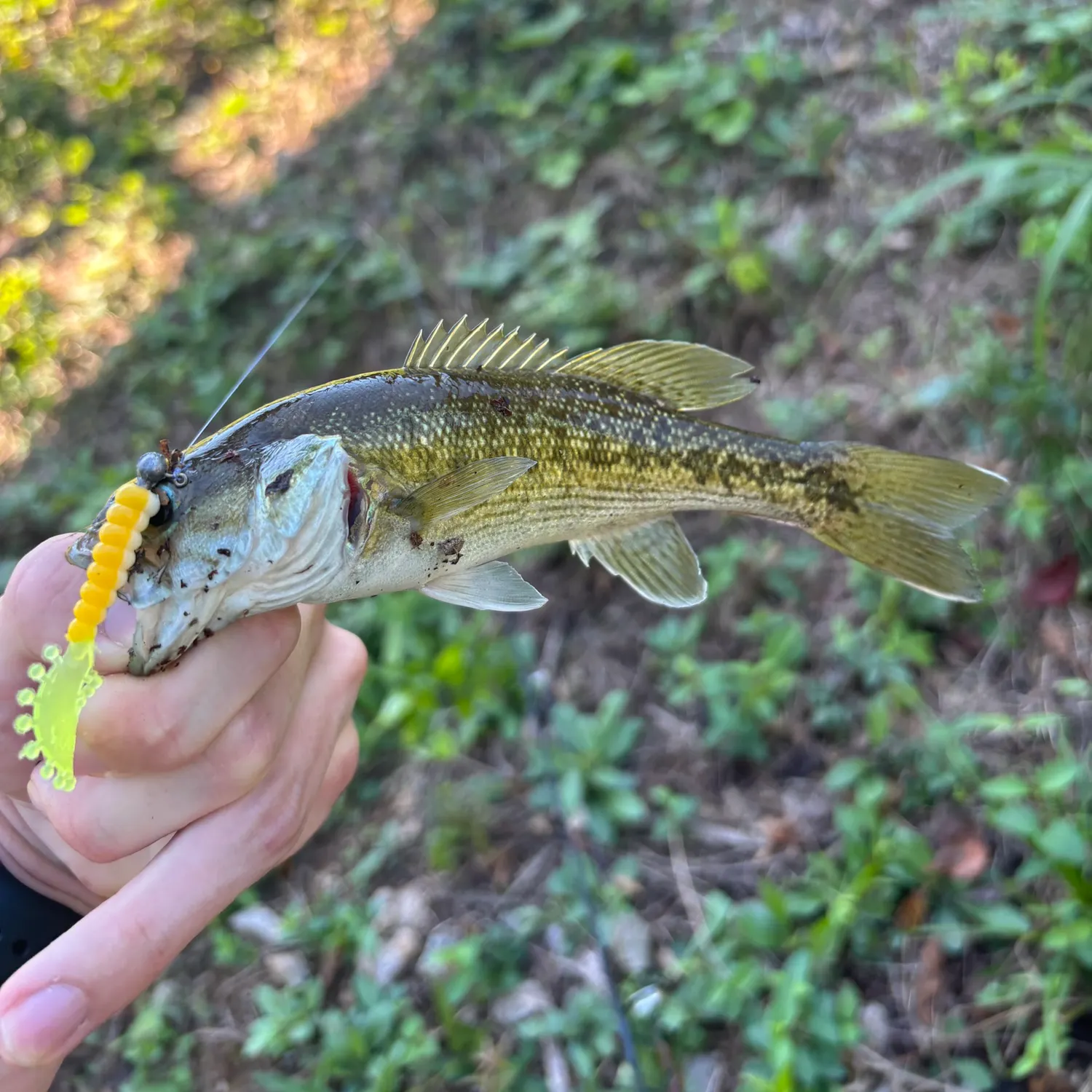 Tallapoosa bass caught on Fishbrain