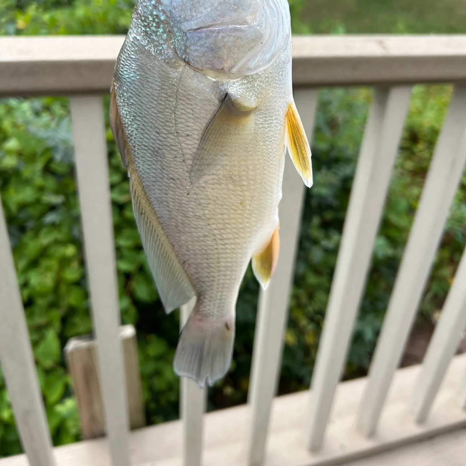 Freshwater drum caught on Fishbrain