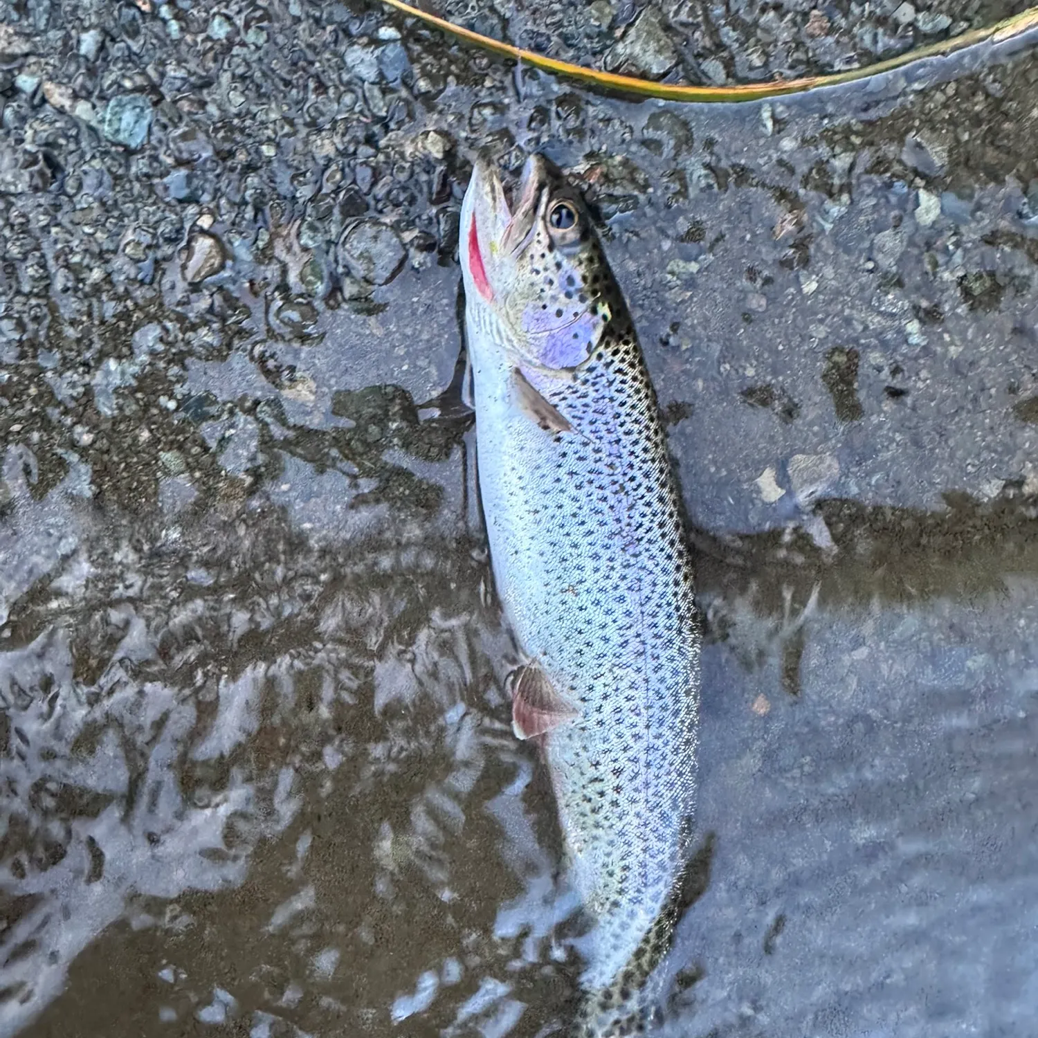 Coastal cutthroat trout caught on Fishbrain