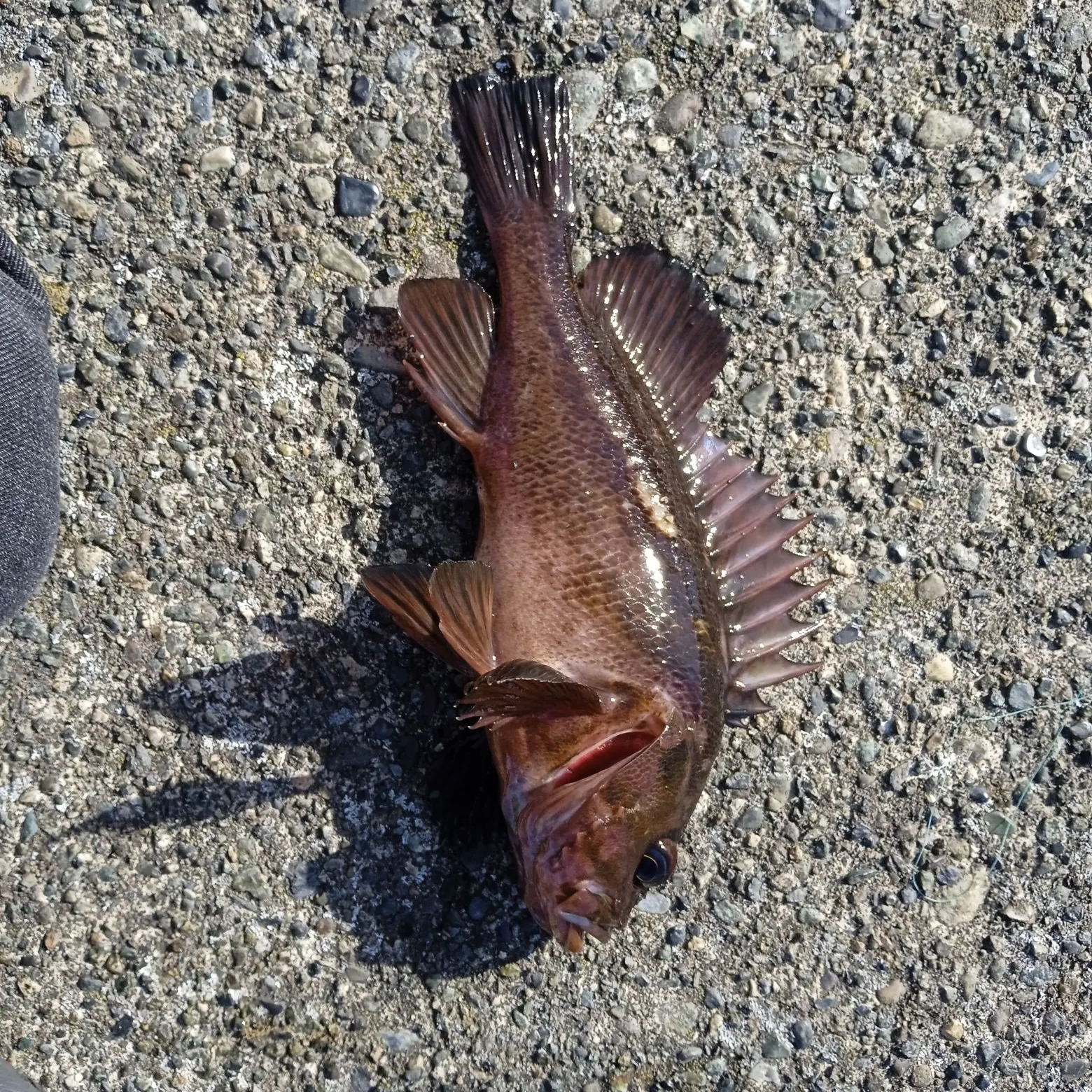 Copper rockfish caught on Fishbrain