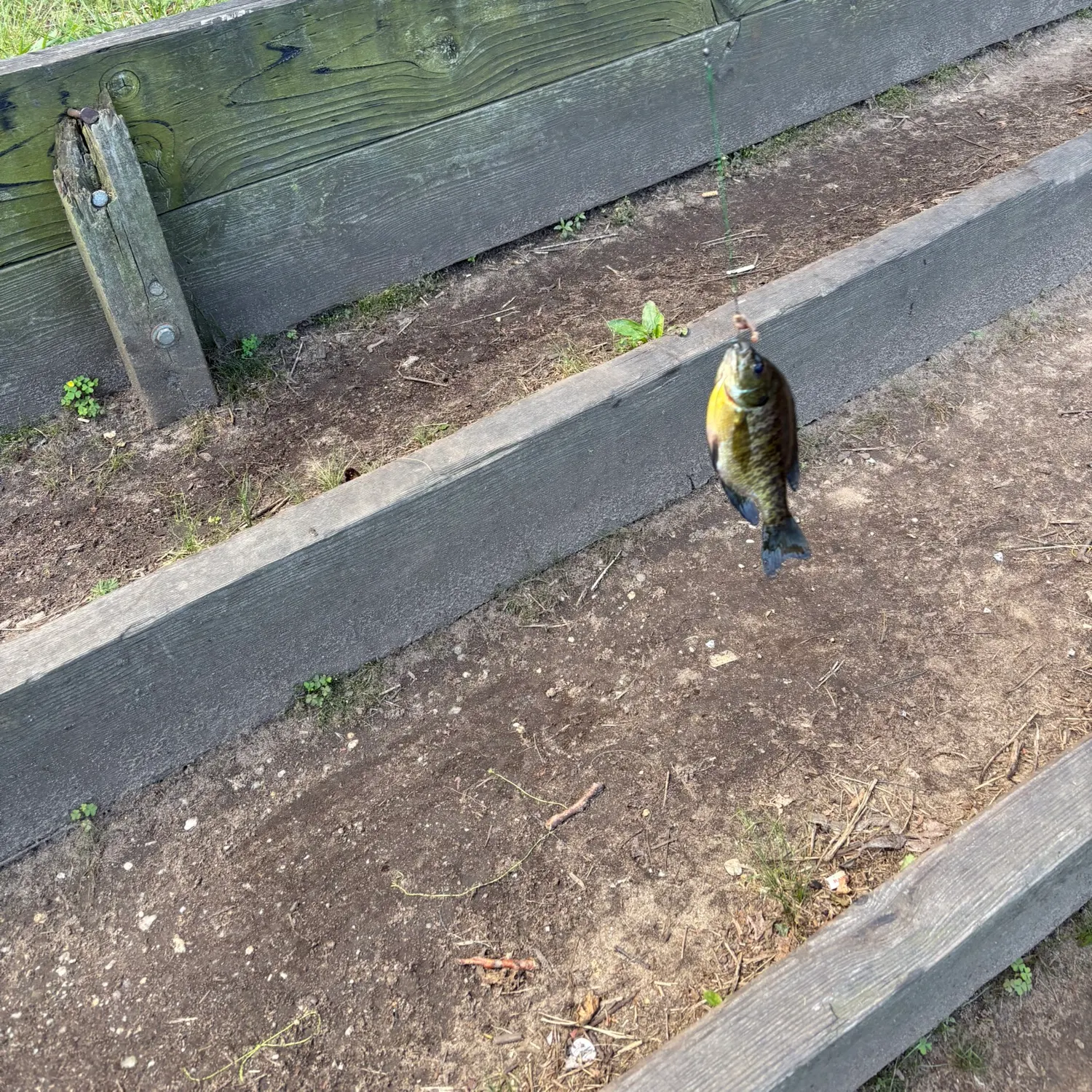 Bluegill caught on Fishbrain
