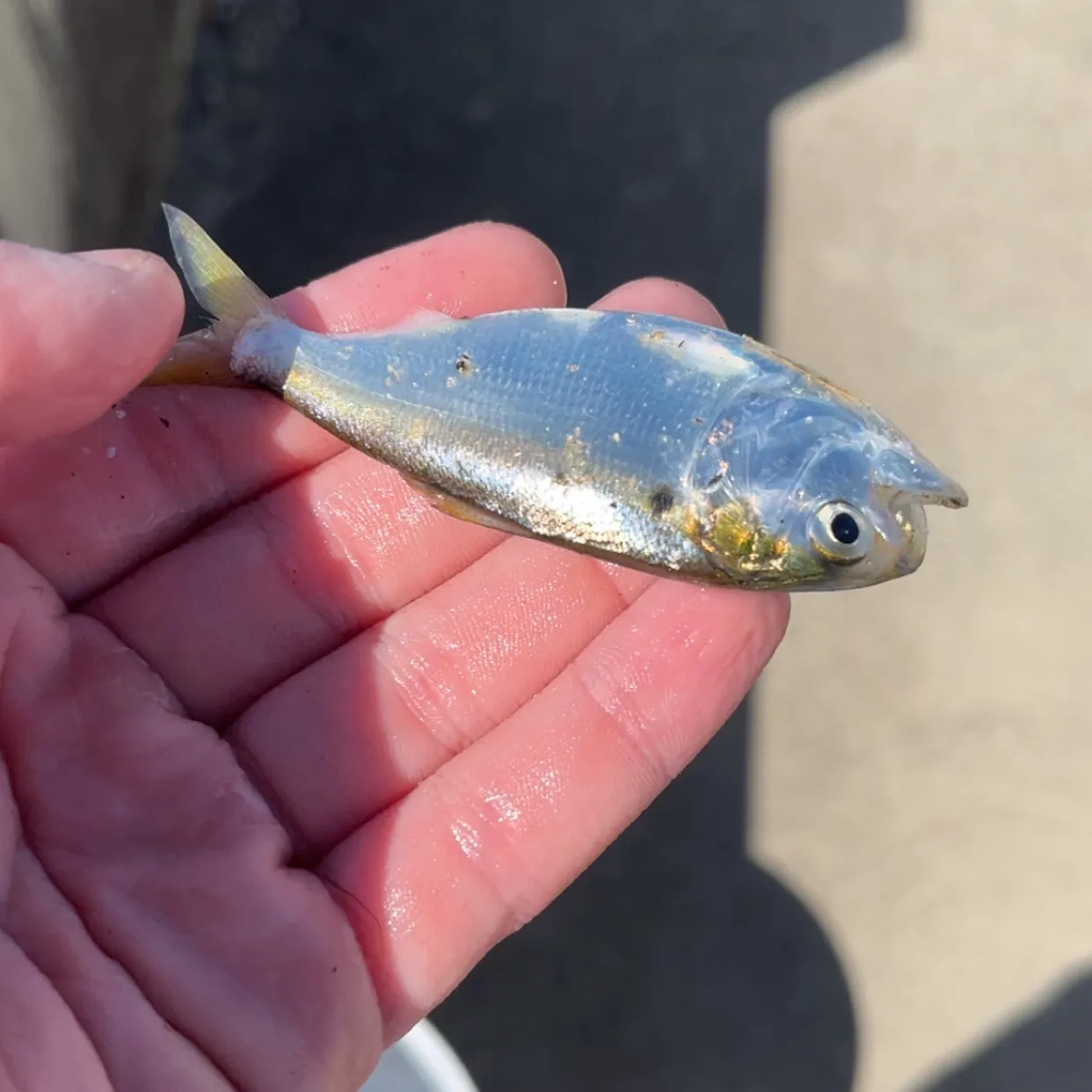 The most recent Atlantic menhaden catches on Fishbrain