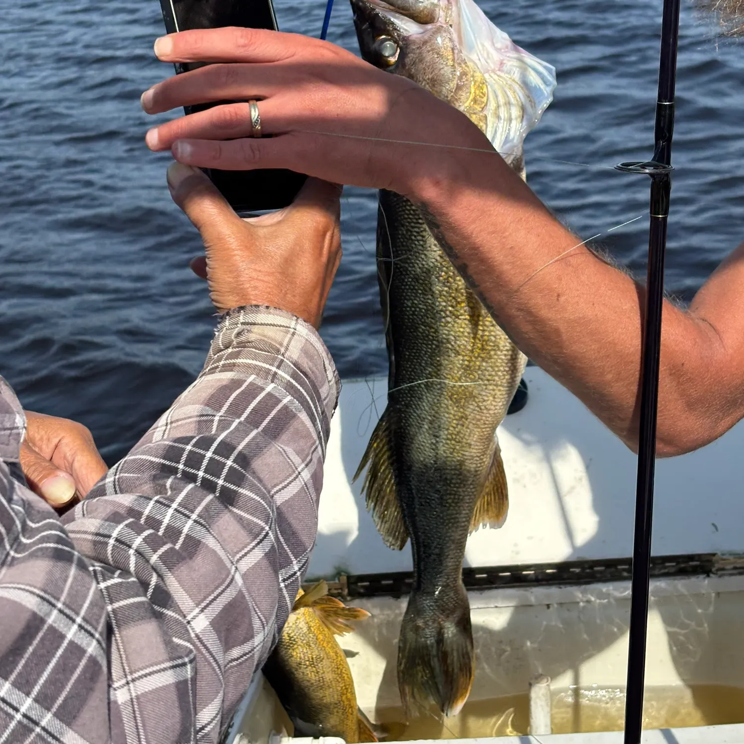 Walleye caught on Fishbrain