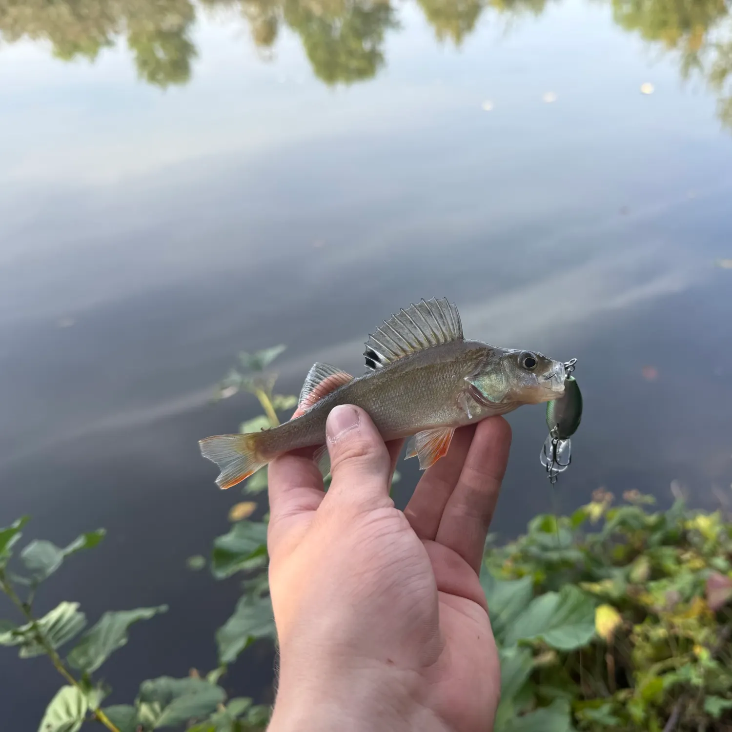Fish caught on Fishbrain