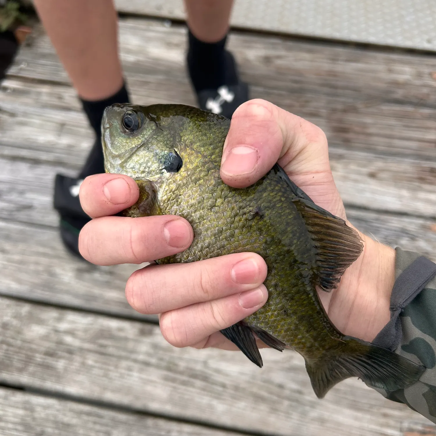 Bluegill caught on Fishbrain