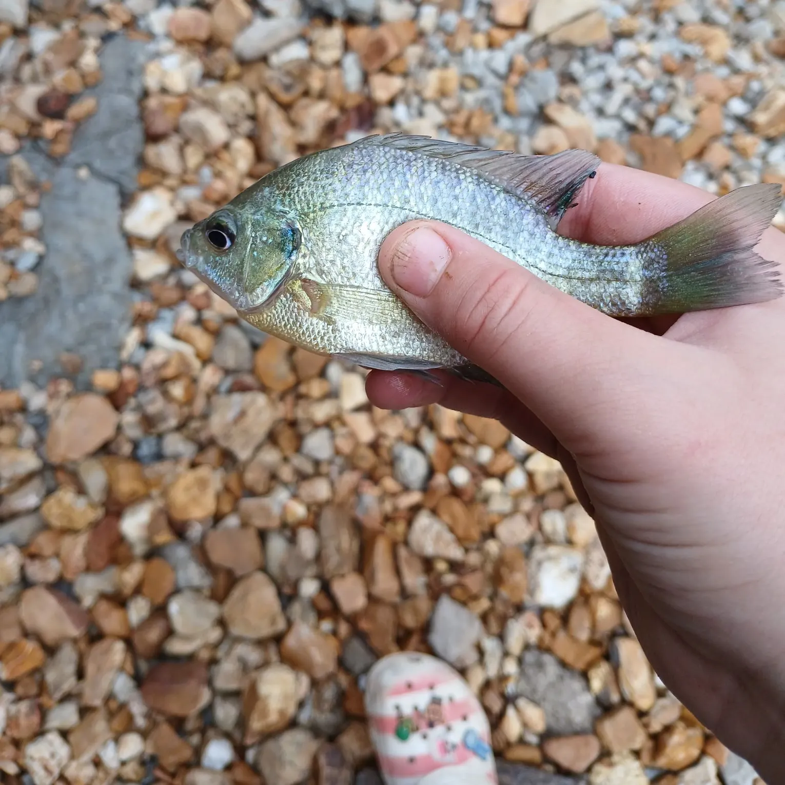 Bluegill caught on Fishbrain