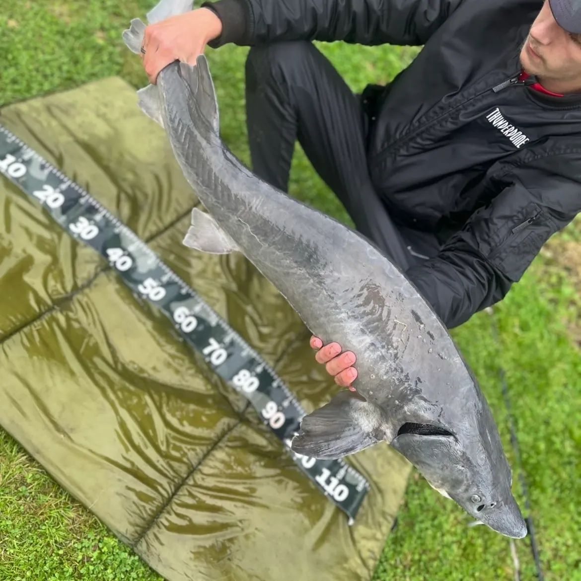 Siberian sturgeon caught on Fishbrain