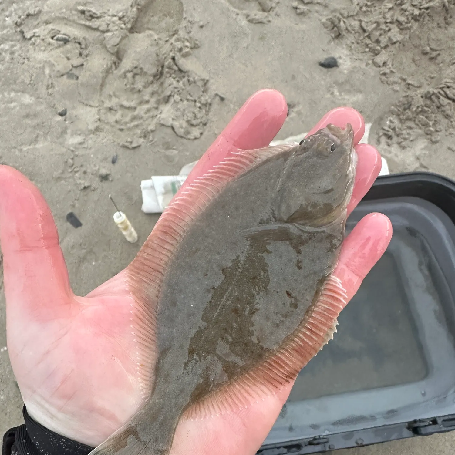 The most recent European flounder catches on Fishbrain