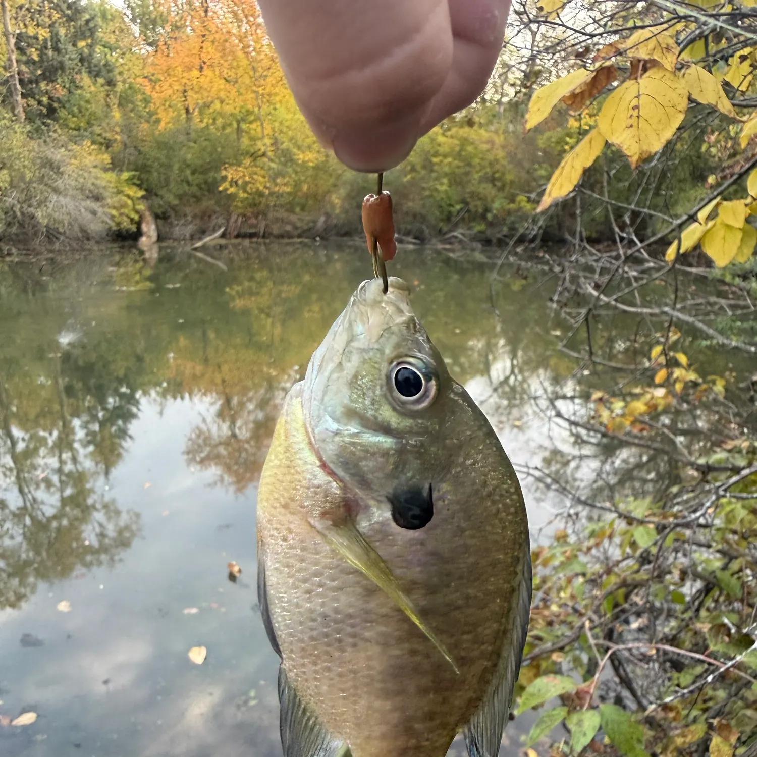 Bluegill caught on Fishbrain