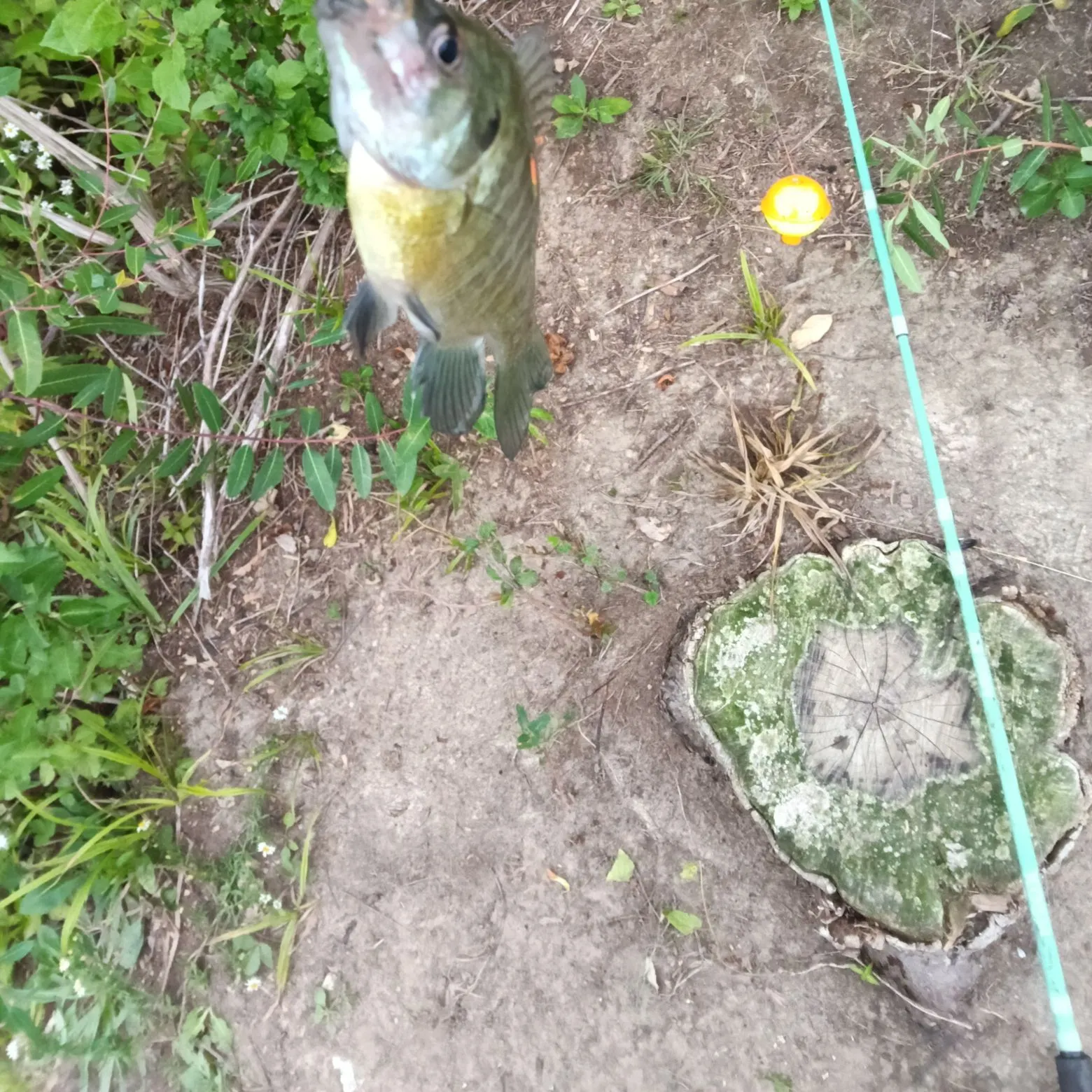 Bluegill caught on Fishbrain
