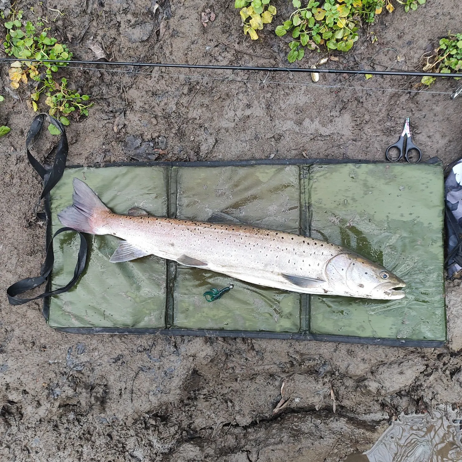 The most recent Huchen catches on Fishbrain